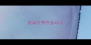湖南拉布拉多幼犬