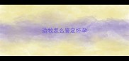 边牧怎么鉴定怀孕
