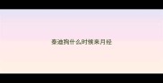泰迪狗什么时候来月经