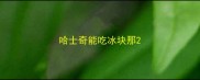 哈士奇能吃冰块那