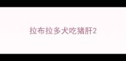 拉布拉多犬吃猪肝