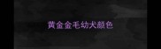 黄金金毛幼犬颜色