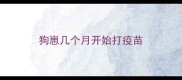 狗崽几个月开始打疫苗