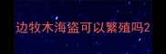 边牧木海盗可以繁殖吗