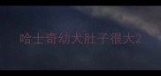 哈士奇幼犬肚子很大