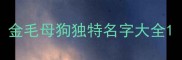 金毛母狗独特名字大全