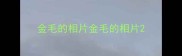 金毛的相片金毛的相片