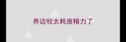 养边牧太耗废精力了