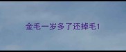 金毛一岁多了还掉毛
