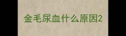 金毛尿血什么原因