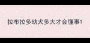 拉布拉多幼犬多大才会懂事