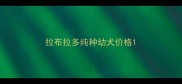 拉布拉多纯种幼犬价格