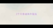 2个月泰迪体外驱虫