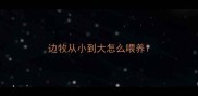 边牧从小到大怎么喂养