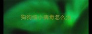 狗狗细小病毒怎么治