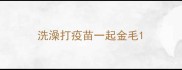 洗澡打疫苗一起金毛