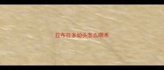 拉布拉多幼头怎么喂养