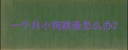一个月小狗跳蚤怎么办