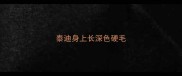 泰迪身上长深色硬毛