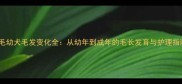 金毛幼犬毛发变化全从幼年到成年的毛长发育与护理指南