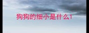 狗狗的细小是什么
