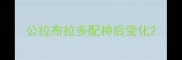 公拉布拉多配种后变化