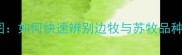 苏牧vs边牧高清对比图如何快速辨别边牧与苏牧品种特征附选购指南
