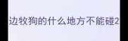 边牧狗的什么地方不能碰