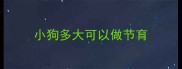 小狗多大可以做节育