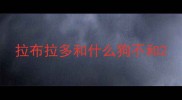 拉布拉多和什么狗不和