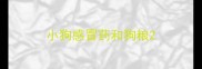 小狗感冒药和狗粮