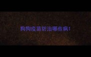 狗狗疫苗防治哪些病