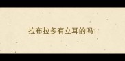 拉布拉多有立耳的吗