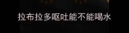 拉布拉多呕吐能不能喝水