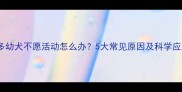 拉布拉多幼犬不愿活动怎么办5大常见原因及科学应对指南