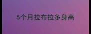 5个月拉布拉多身高