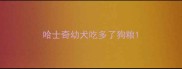 哈士奇幼犬吃多了狗粮