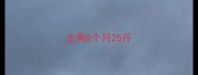土狗5个月25斤