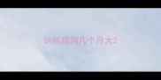 训练猎狗几个月大