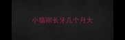 小猫刚长牙几个月大