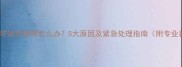 小狗突然不吃饭没精神怎么办5大原因及紧急处理指南附专业兽医建议