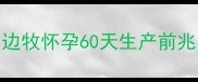 边牧怀孕60天生产前兆