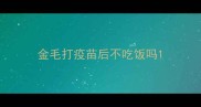 金毛打疫苗后不吃饭吗