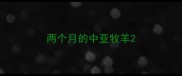 两个月的中亚牧羊