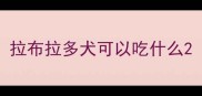 拉布拉多犬可以吃什么