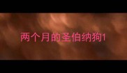 两个月的圣伯纳狗