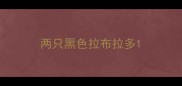 两只黑色拉布拉多