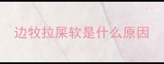 边牧拉屎软是什么原因