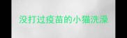 没打过疫苗的小猫洗澡