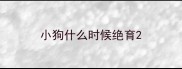 小狗什么时候绝育
